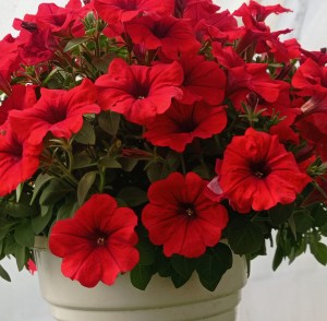 surprice red